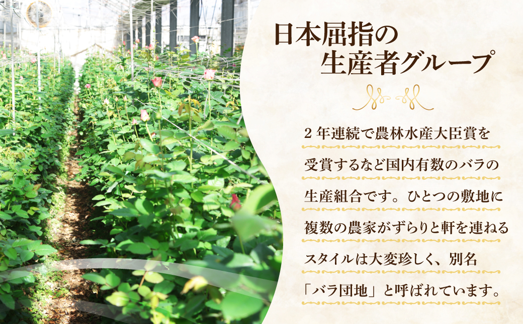 前橋産バラ (お任せ20本)｜ばら バラ 花 プレゼント 贈答 群馬県 前橋市