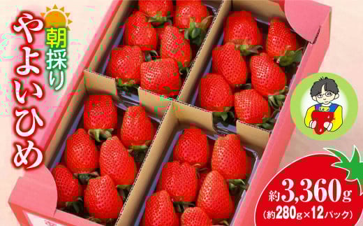 【2026年 先行予約】やよいひめ 280g × 12パック 3360g｜コク 甘み 朝採れ やよいひめ 大粒 甘み 酸味 バランス 贈答用 新鮮 完熟 いちご 旬 苺 ストロベリー 産地直送 果汁 甘い あまい 人気 高評価 減農薬 美容 健康 旨味 高糖度 ごほうび 群馬県 前橋市