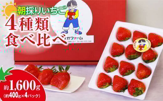 【2026年 先行予約】いちご 4種食べ比べ 400g × 4パック 1.6kg｜コク 甘み 朝採れ やよいひめ ななか 恋みのり あまおとめ あすかルビー 贈答用 新鮮 完熟 いちご 旬 苺 ストロベリー 産地直送 果汁 あまい 人気 高評価 減農薬 美容 健康 旨味 高糖度 ごほうび 群馬県 前橋市