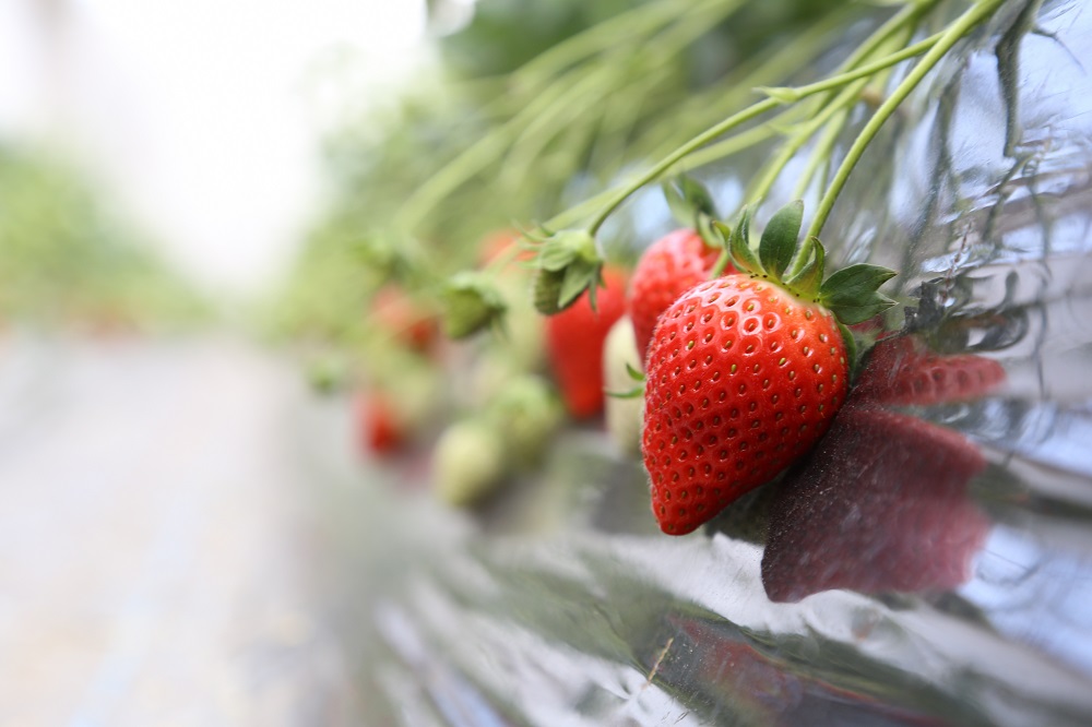 いちご 『やよいひめ』 約800g【2025年群馬県いちご品評会入賞！】