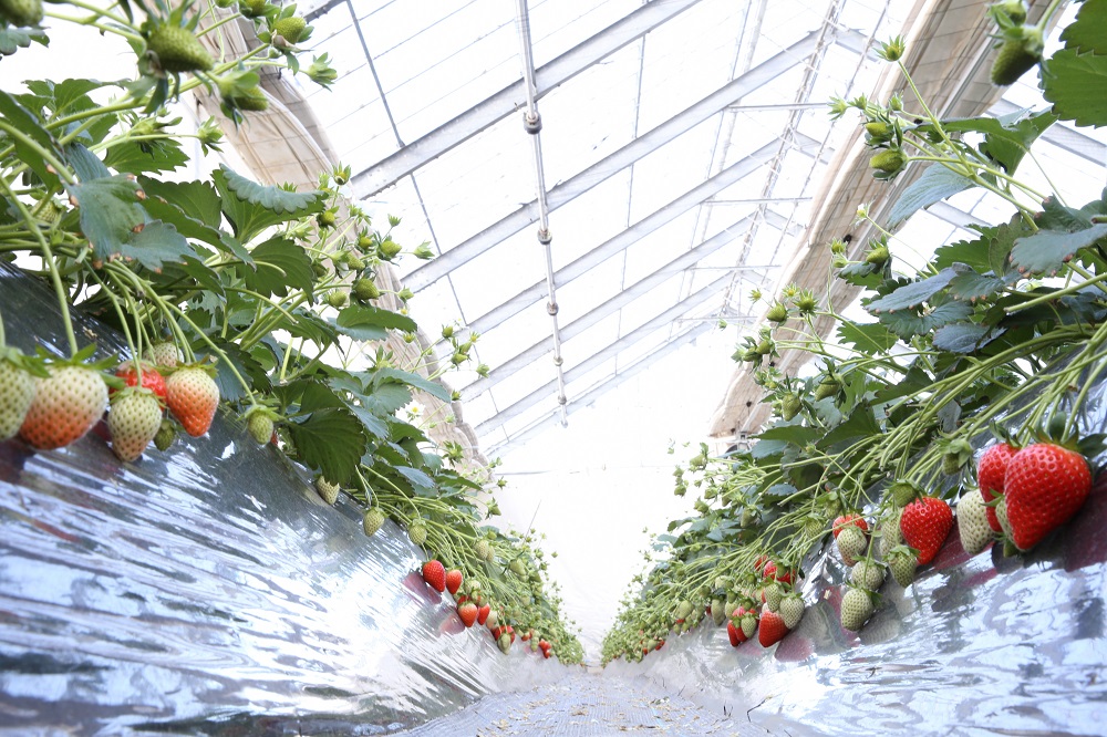 いちご 『やよいひめ』 約800g【2025年群馬県いちご品評会入賞！】