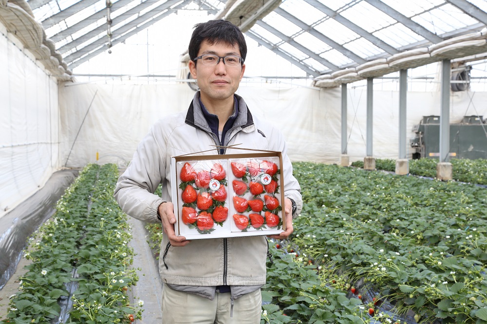 いちご 『やよいひめ』 約800g【2025年群馬県いちご品評会入賞！】