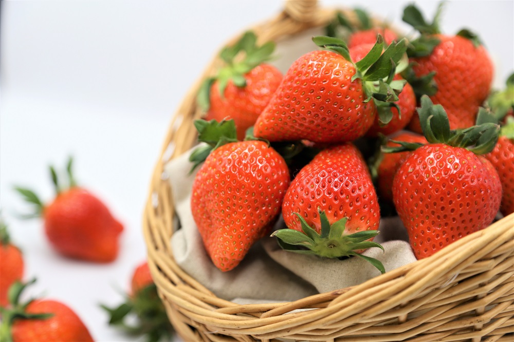 いちご 『やよいひめ』 約800g【2025年群馬県いちご品評会入賞！】