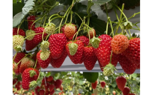 R3-13　「やよいひめ」贈答用いちご８００ｇ｜朝採れ やよいひめ たっぷり 贈答用 新鮮 特大 完熟 いちご 旬 苺 ストロベリー 高級 産地直送 果汁 甘い あまい 人気 高評価 減農薬 有機肥料 生産 生産量 産地 王国 高糖度 エコファーマー ごほうび プレゼント 群馬県 前橋市 