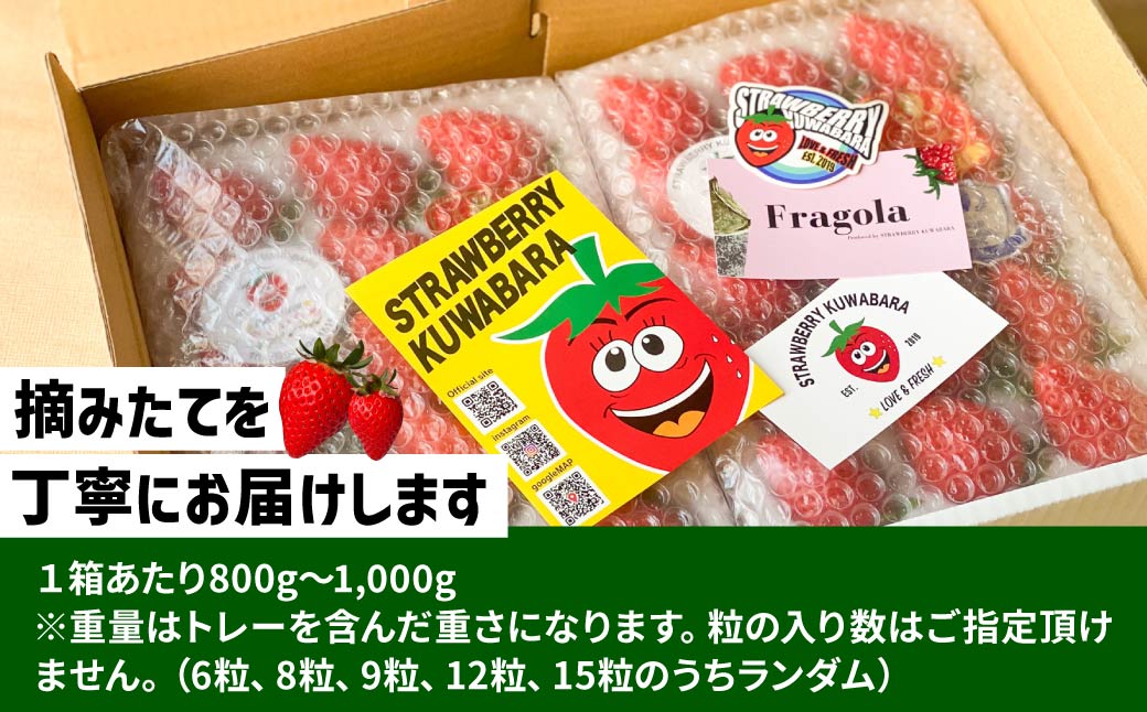 【4ヶ月定期便】いちご やよいひめ 贅沢時間 約800g 群馬県いちご品評会最高金賞受賞 2027年 先行予約 | 非日常 朝採れ やみつき高品質 たっぷり 贈答用 新鮮 完熟 いちご 旬 苺 ストロベリー 高級 産地直送 果汁 甘い あまい 人気 高評価 贈答いちご 高糖度 ごほうび プレゼント 桑原いちご園 群馬県 前橋市