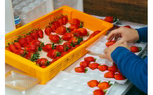 ã2026幎 å
è¡äºçŽããã¡ã ãããã²ã çŽ800g 矀銬çãã¡ãåè©äŒæé«éè³ïœææ¡ã ãã¿ã€ãé«å質 ãã£ã·ã èŽççš æ°é®® å®ç ãã¡ã æ¬ èº ã¹ããããªãŒ é«çŽ å€§ç² ç£å°çŽé ææ± çã ããŸã äººæ° é«è©äŸ¡ æžèŸ²è¬ ææ©è¥æ é«ç³åºŠ ãã»ãã³ ãã¬ãŒã³ã 矀銬ç åæ©åž