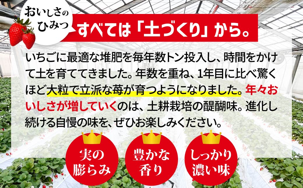 【4ヶ月定期便】いちご やよいひめ 贅沢時間 約800g 群馬県いちご品評会最高金賞受賞 2027年 先行予約 | 非日常 朝採れ やみつき高品質 たっぷり 贈答用 新鮮 完熟 いちご 旬 苺 ストロベリー 高級 産地直送 果汁 甘い あまい 人気 高評価 贈答いちご 高糖度 ごほうび プレゼント 桑原いちご園 群馬県 前橋市