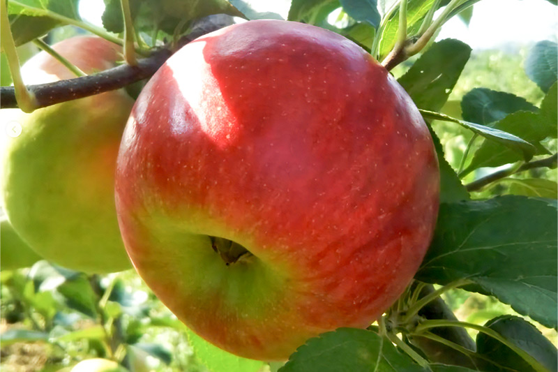 ã3皮確å®ãææš¹åãã³ãµãŒã ããããžã¥ãŒã¹ ããŸãã1LÃ3æ¬ã»ãã