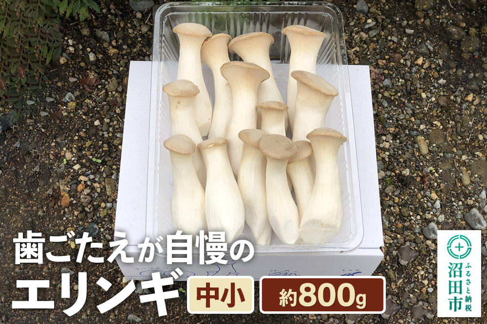 歯ごたえが自慢のエリンギ 中小 約800g