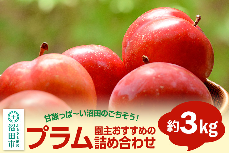 《7月上旬〜7月下旬にお届け》 園主おすすめのプラム 約3kg 詰め合わせ フルーツ王国松井 [夏の味覚 夏の果物 夏のフルーツ すもも スモモ sumomo ぷらむ プラム 旬物 お任せ おまかせ セット]