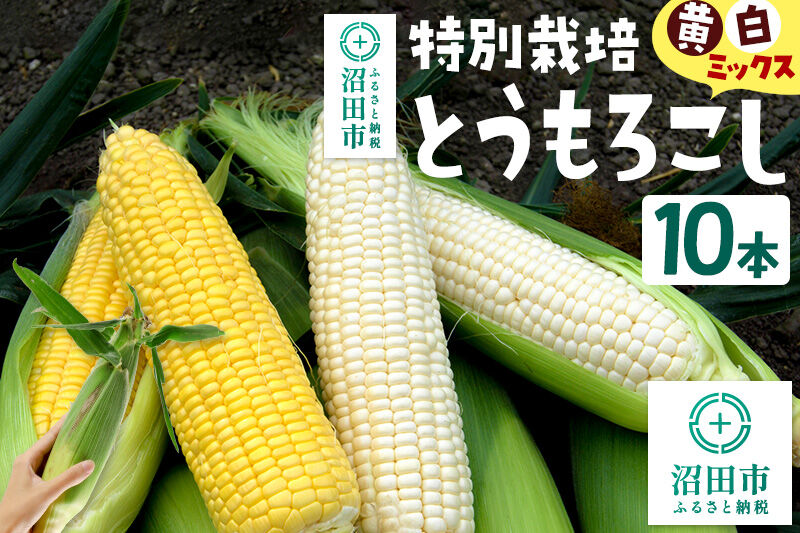 沼田市産 特別栽培のとうもろこし 10本 黄色・白色ミックス [黄色い 白い とうもろこし トウモロコシ ごーるどらっしゅ ゴールドラッシュ ホイップ ほいっぷ ロイシー ろいしー スイートコーン イエローコーン ホワイトコーン]