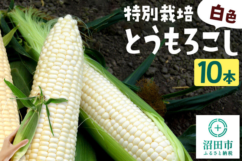 沼田市産 特別栽培のとうもろこし 10本 白色 ホイップコーンまたはロイシーコーン [白い とうもろこし トウモロコシ ホイップ ほいっぷ ロイシー ろいしー スイートコーン ホワイトコーン]