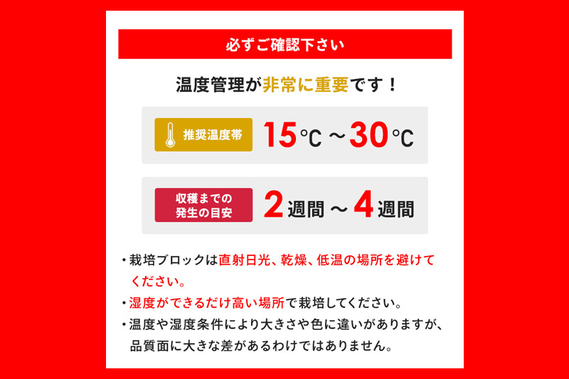 《夏季限定》きくらげ栽培キット 2種類セット もりのきくらげ農園／白いきくらげ農園