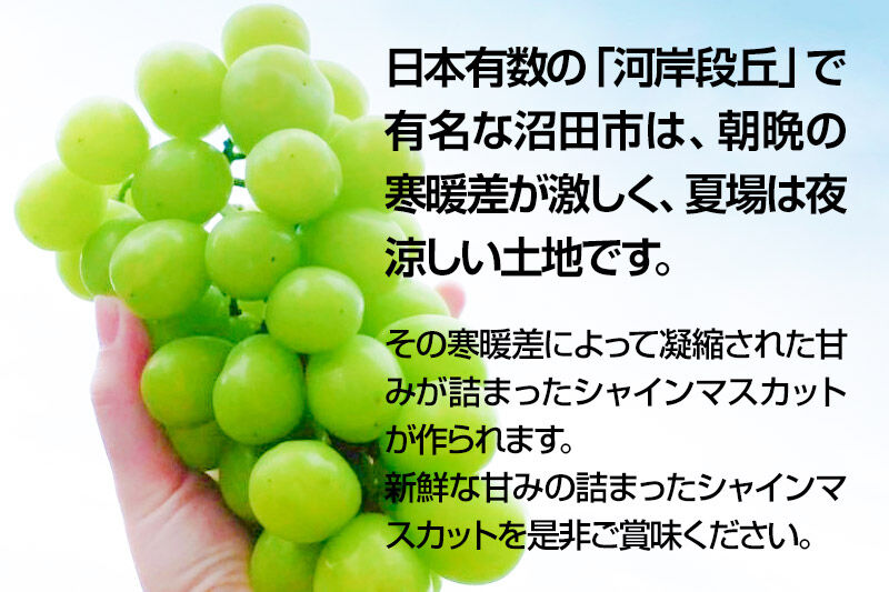 《2026年9月下旬〜10月上旬発送》先行予約 果実の里 原田農園 シャインマスカット 2房（計約1.0kg〜1.4kg）化粧箱入り [葡萄 ぶどう ブドウ しゃいんますかっと]
