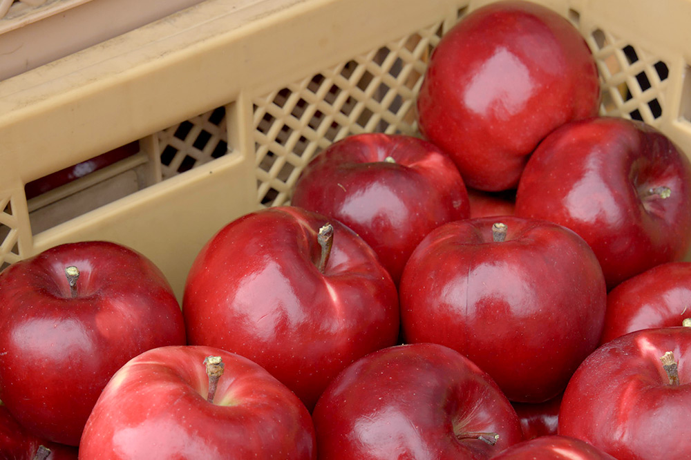 《SISGA部門最高賞ほか受賞》沼田アップルドライ（辛口）750ml×1本 Fukiware Cidrerie