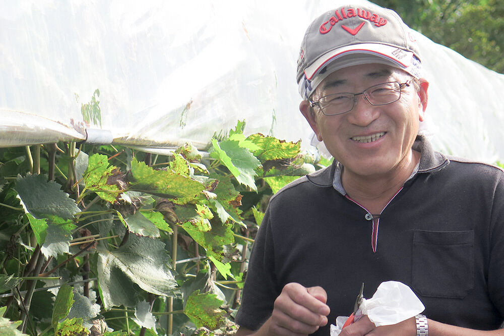 《9月下旬〜11月上旬にお届け》沼田市産 特選 富士の輝き（ブラックシャインマスカット）1房 700g以上 [葡萄 ぶどう ブドウ 超希少品種 種無し 種なし 食べやすい 大粒 濃厚な甘み]