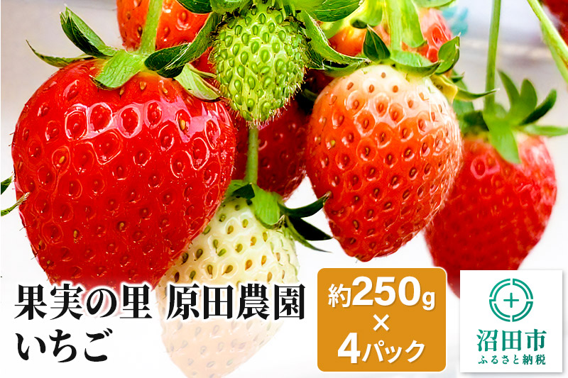 先行予約《2025年1月上旬以降発送》果実の里 原田農園 いちご 約250g×4パック