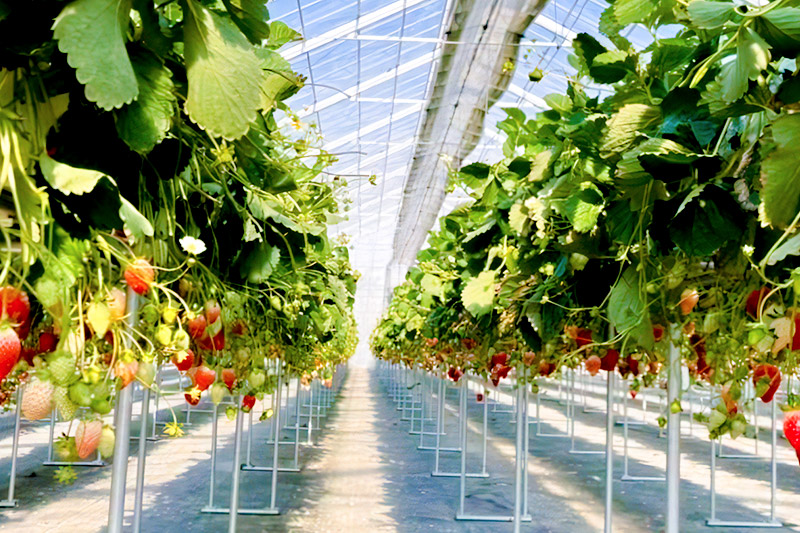 ã2026幎1æäžæ¬ã4æäžæ¬çºéãæå®ã®é åç°èŸ²å ãã¡ã çŽ250gÃ4ããã¯