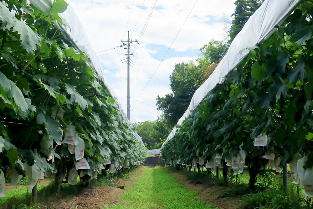 《9月下旬〜11月上旬にお届け》沼田市産 特選 富士の輝き（ブラックシャインマスカット）1房 700g以上 [葡萄 ぶどう ブドウ 超希少品種 種無し 種なし 食べやすい 大粒 濃厚な甘み]