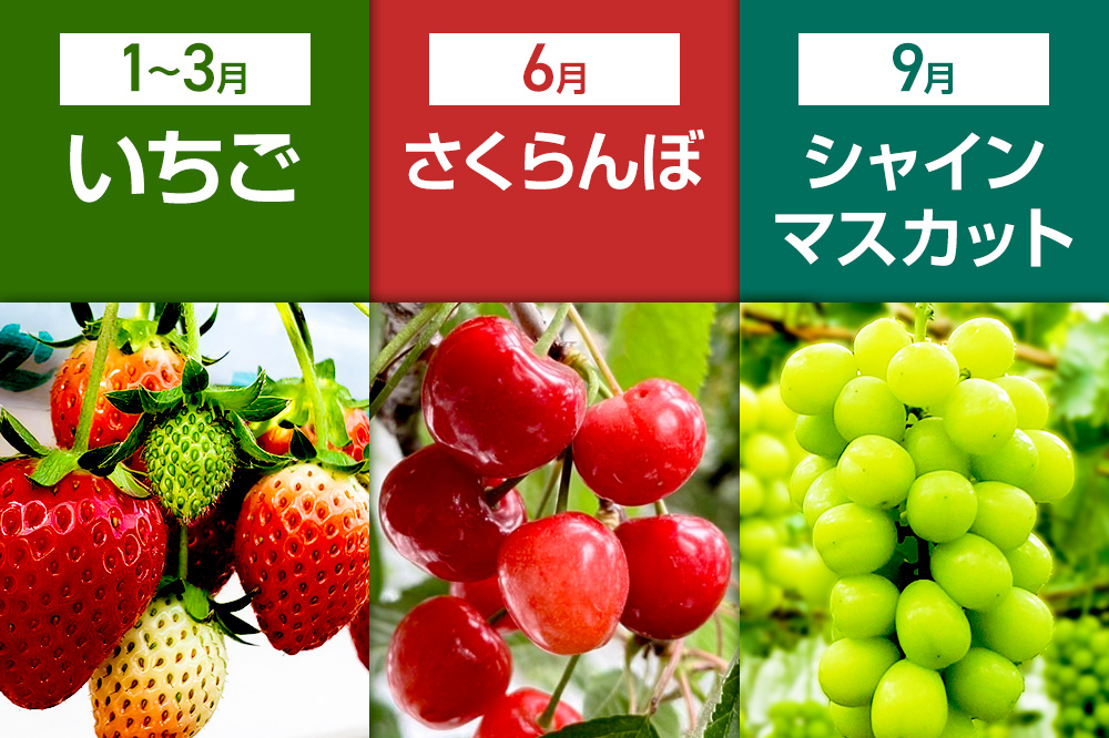 《一部地域限定配送》3回お届け！原田農園のフルーツ定期便 シャインマスカット→いちご→さくらんぼ