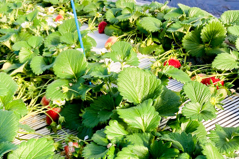 《2026年1月上旬〜2月上旬発送》粒ぞろい「やよいひめ」デラックスパック 3箱6パック入り（280g×2）山口いちご園 苺 イチゴ いちご