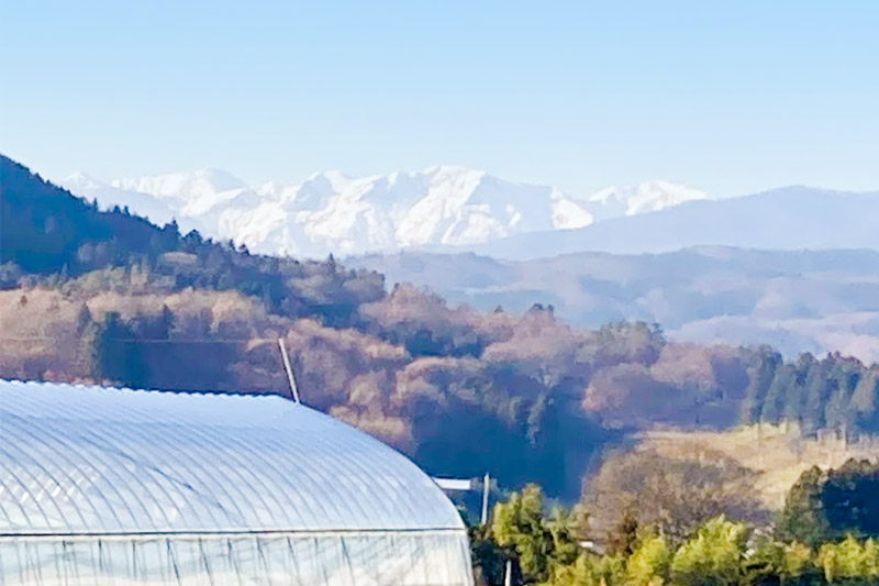 《2025年1月下旬以降発送》大粒クッショントレー詰め「やよいひめ」500g×4枚（2箱）山口いちご園