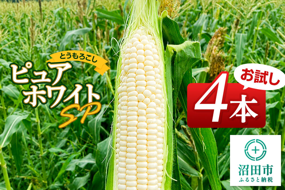 《7月下旬〜9月上旬発送》とうもろこし ピュアホワイトSP お試しセット（4本）山口いちご園