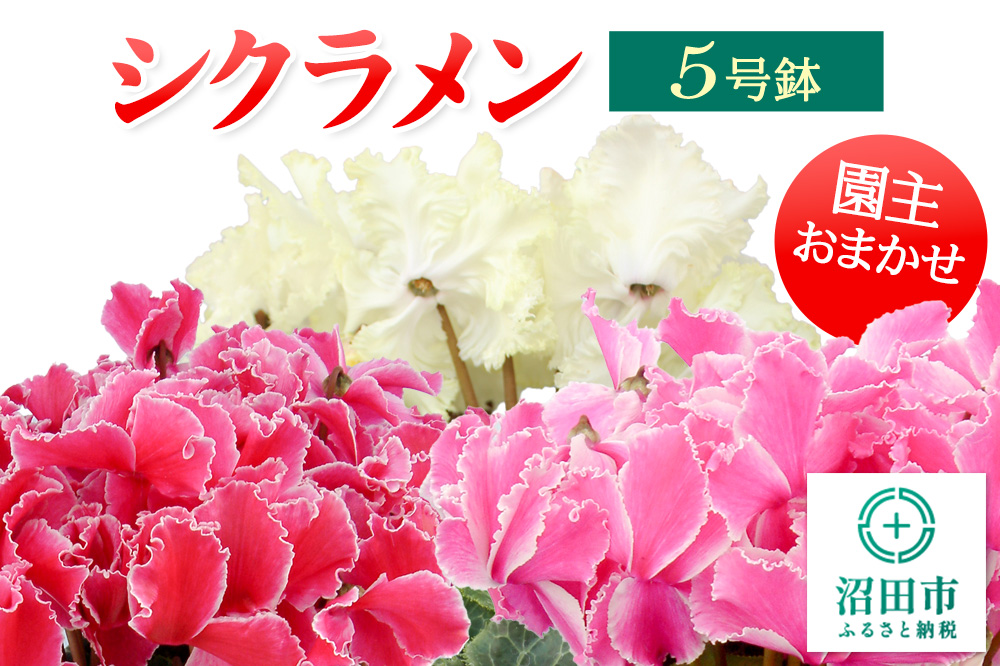 《12月以降発送》北海道・離島以外配送 シクラメン5号鉢 園主おまかせ
