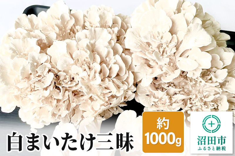 白まいたけ三昧 約1000g