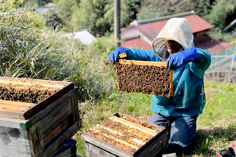 群馬県産アカシアはちみつ 600g [蜂蜜 はちみつ ハチミツ]