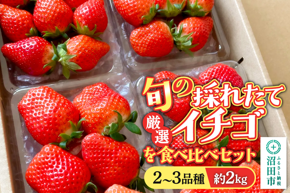 《2026年1月上旬〜2月上旬発送》旬の採れたて厳選イチゴを食べ比べ！《2〜3品種》約2kg 詰め合わせセット（サイズ・品種おまかせ）