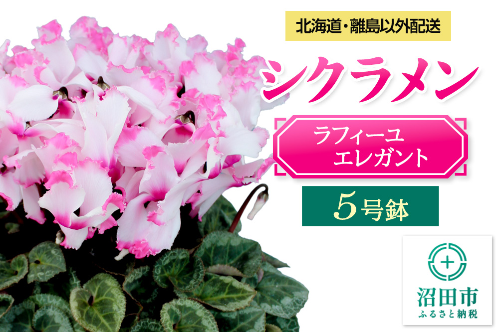 《12月以降発送》北海道・離島以外配送 シクラメン5号鉢 ラフィーユエレガント
