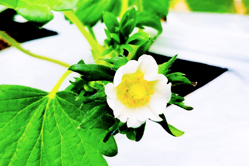 ã2026幎1æäžæ¬ã4æäžæ¬çºéãæå®ã®é åç°èŸ²å ãã¡ã çŽ250gÃ4ããã¯