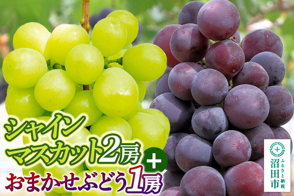 【9月中旬から10月末に発送】 シャインマスカット 2房 と おまかせぶどう 1房 セット （計約1.3kg〜2kg） 詰め合わせ 永井農園 [葡萄 ぶどう ブドウ シャインマスカット 巨峰 ピオーネ 黄玉 おししい 家庭用 贈答用]