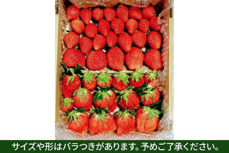 《2025年1月下旬以降発送》じゅわっと甘い！サイズいろいろ「やよいひめ」約1800g（約900g×2箱／梱包込）山口いちご園