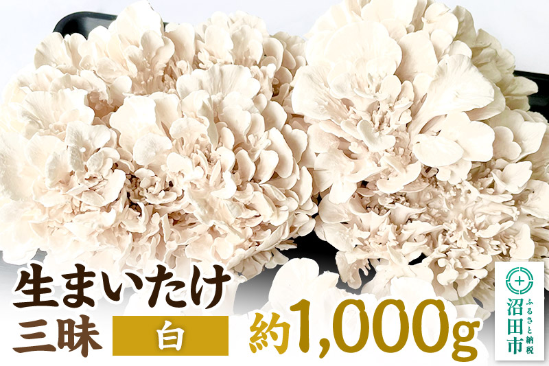 《2026年1月発送》生まいたけ三昧（白）約1000g 詰め合わせ おいがみ舞茸園