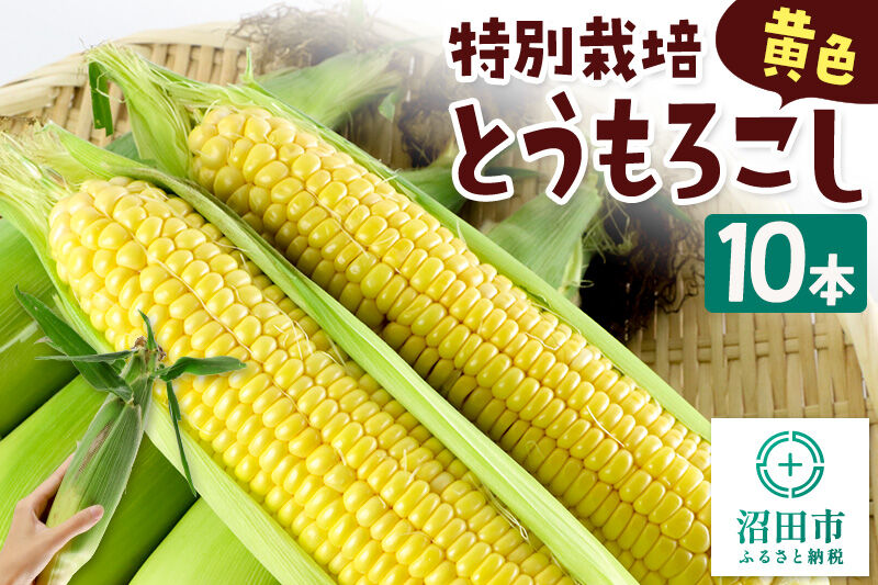 沼田市産 特別栽培のとうもろこし 10本 黄色 ゴールドラッシュ [黄色い とうもろこし トウモロコシ ごーるどらっしゅ ゴールドラッシュ スイートコーン イエローコーン]
