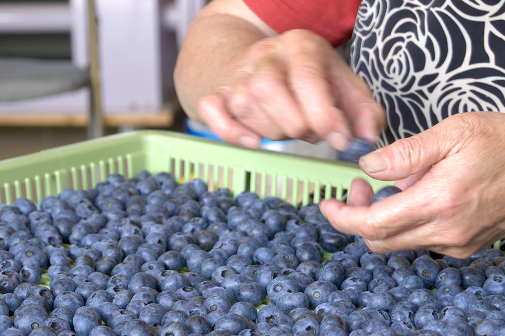 40ïŒ
ææ±å
¥ã ãã«ãŒããªãŒé£²æ 720mlÃ6æ¬ã»ãã