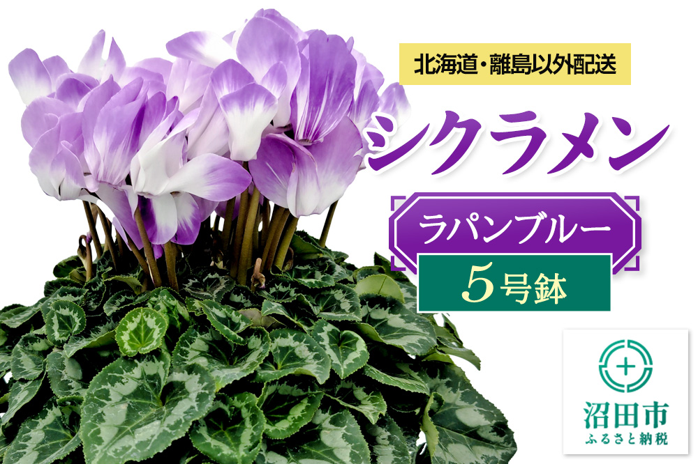《12月以降発送》北海道・離島以外配送 シクラメン5号鉢 ラパンブルー