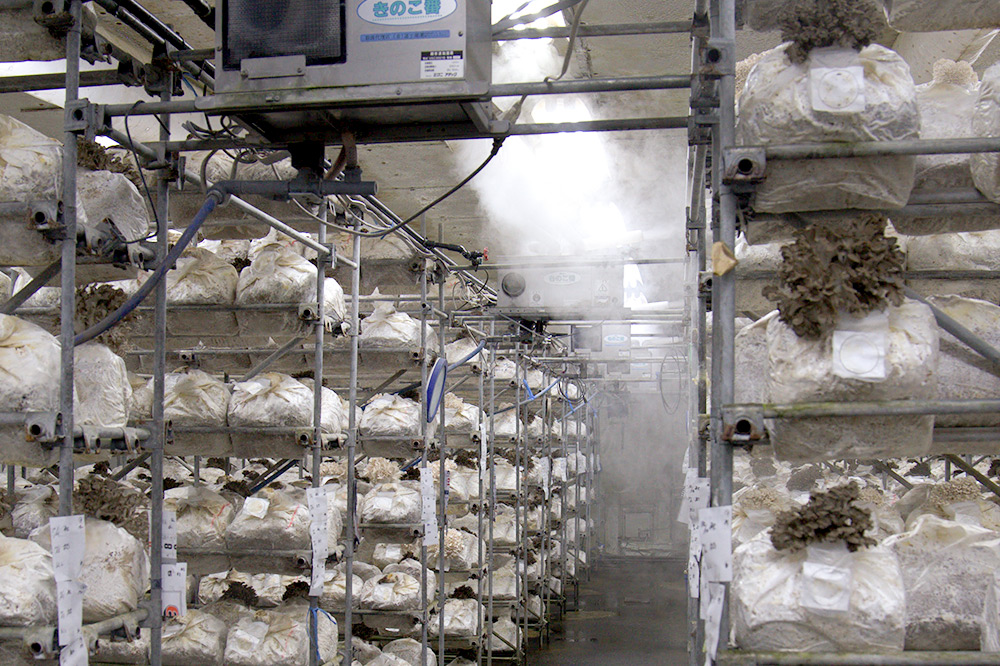 《2026年1月発送》生まいたけ（白・黒）各約300g＋乾燥まいたけ25g×2個セット 詰め合わせ おいがみ舞茸園