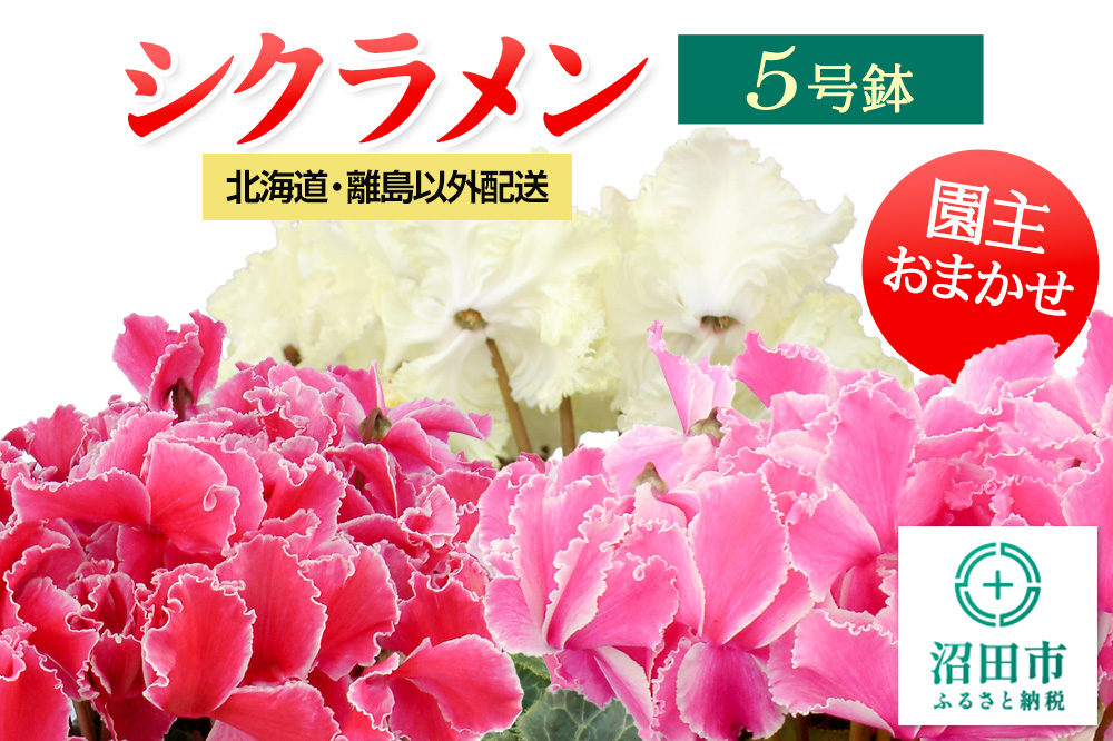 《12月以降発送》北海道・離島以外配送 シクラメン5号鉢 園主おまかせ
