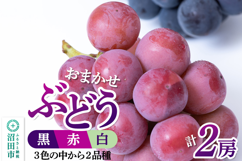 沼田市産 ぶどう 2房セット（黒・赤・白から品種おまかせで2種）ぶどう農園 ラ・テール