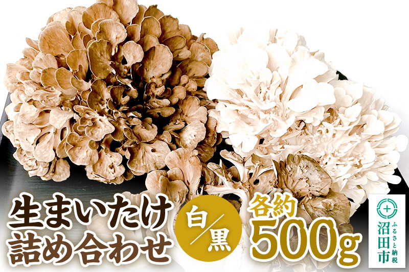 《2026年1月発送》生まいたけ（白・黒）各約500g 詰め合わせ おいがみ舞茸園