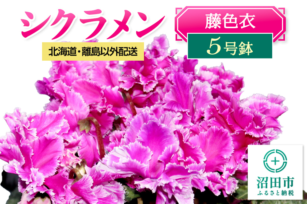 《12月以降発送》北海道・離島以外配送 シクラメン5号鉢 藤色衣