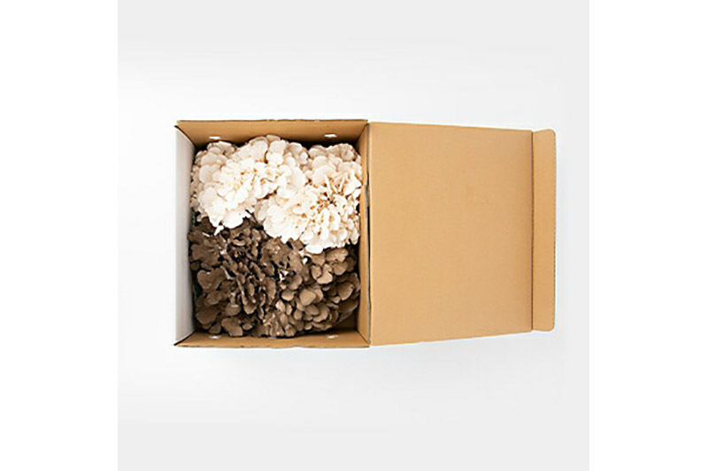 《2026年1月発送》生まいたけ（白・黒）各約500g 詰め合わせ おいがみ舞茸園