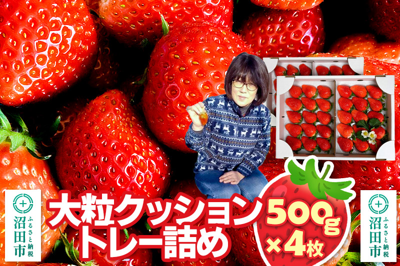 《2026年1月上旬〜2月上旬発送》大粒クッショントレー詰め「やよいひめ」500g×4枚（2箱）山口いちご園 苺 イチゴ いちご