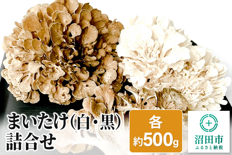 まいたけ（白・黒）詰め合わせ 各約500g