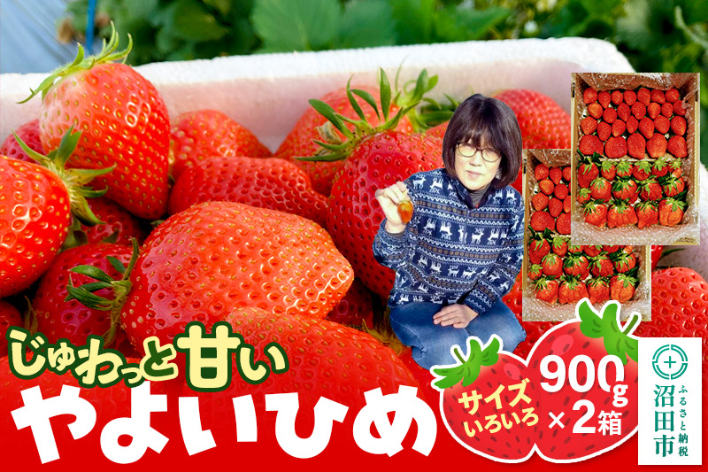 《2026年1月上旬〜2月上旬発送》じゅわっと甘い！サイズいろいろ「やよいひめ」約1800g（約900g×2箱／梱包込）山口いちご園 苺 イチゴ いちご