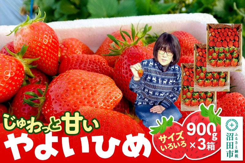 《2026年1月上旬〜2月上旬発送》じゅわっと甘い！サイズいろいろ「やよいひめ」約2700g（約900g×3箱／梱包込）山口いちご園 苺 イチゴ いちご