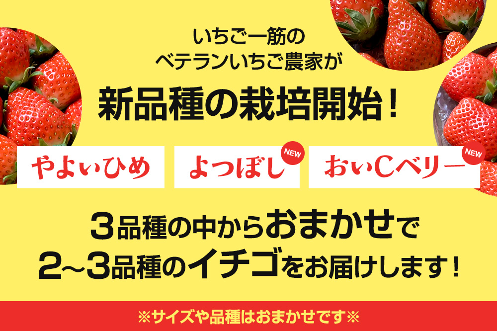 《2026年1月上旬〜2月上旬発送》旬の採れたて厳選イチゴを食べ比べ！《2〜3品種》デラックスパック 2パック×1箱 詰め合わせセット（サイズ・品種おまかせ）